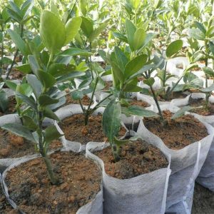 200PCS garden -Biodegradable Non-Woven Nursery Bags Plant -Grow Bags Seedling Pots garden tools jardin